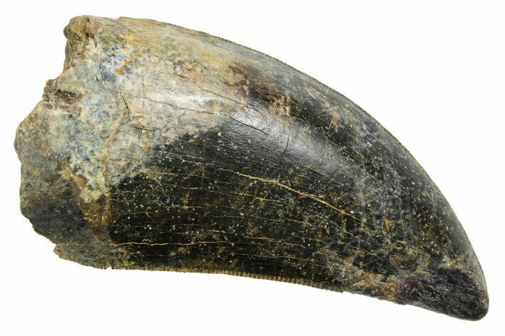 Serrated, Fossil Tyrannosaurus (Trex) Tooth - Wyoming #372361